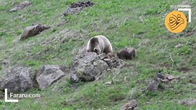 (ویدئو) خرس برخاسته از خواب زمستانی با دو توله‌اش در جستجوی غذا