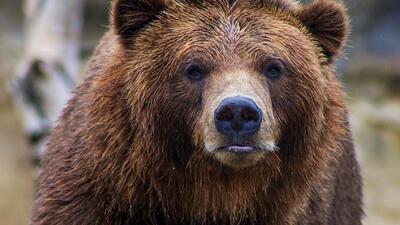 (ویدئو) مشاهدۀ خرس قهوه‌ای در منطقۀ شکار ممنوع طالقان