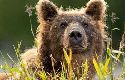 (ویدئو) خرس قهوه‌ای در منطقه شکار ممنوع طالقان