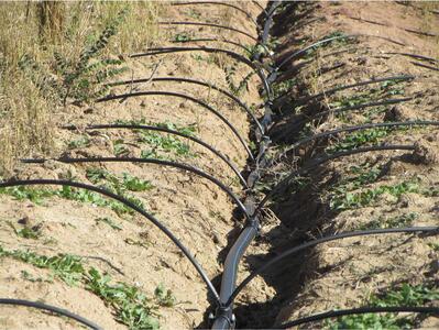 ۴۸ درصد اراضی کشاورزی استان مرکزی مجهز به آبیاری نوین است
