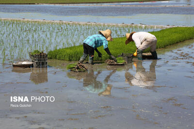 انجام نشاء برنج در ۱۱۵ هزار هکتار از اراضی کشاورزی گیلان