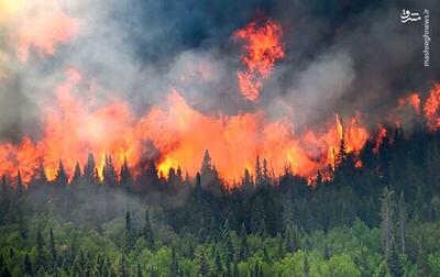 فیلم/ آتش سوزی هولناک جنگل‌های کانادا