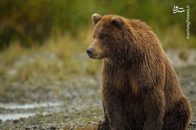 فیلم/ مشاهده خرس قهوه‌ای در منطقۀ شکار ممنوع طالقان