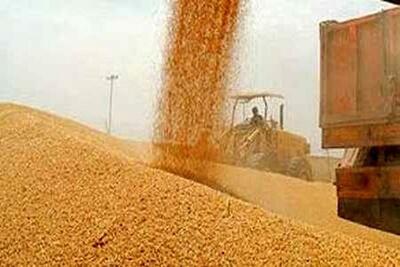 خریداری بیش از ۱.۲ میلیون تن گندم از کشاورزان خوزستانی
