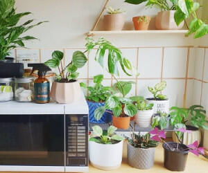 جای این گیاهان در آشپزخانه ی شماست