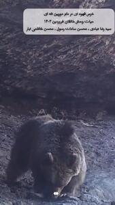خرس قهوه ای در دام دوربین تله ای حیات وحش طالقان