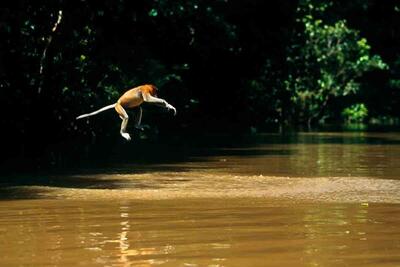 جنون در جنگل: میمون‌ها از بالای درخت به رودخانه شیرجه می‌زنند (فیلم)