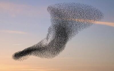 تصاویری زیبا از حرکت هماهنگ پرندگان در آسمان (فیلم)