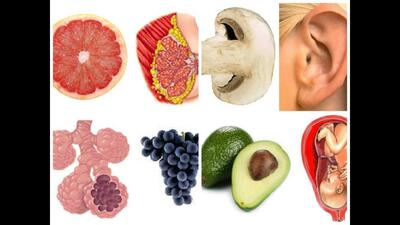 غذاهایی که شبیه اندام های بدن هستند: تصادفی یا عمدی!