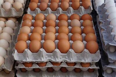 قیمت جدید تخم مرغ امروز ۲۵ اردیبهشت ۱۴۰۳+ جدول | اقتصاد24