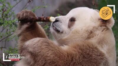 (ویدئو) یک خرس پاندای کمیاب پس از سال‌ها دیده شد