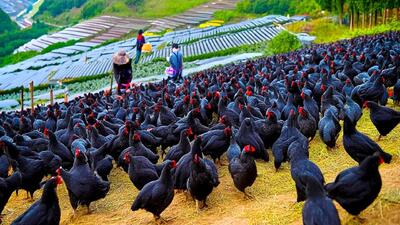 (ویدئو) چگونه چینی ها میلیون ها مرغ سیاه را برای تخم مرغ و گوشت پرورش می دهند؟