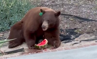 (ویدئو) خرس گرسنه یک تکه هندوانه از یخچال سرقت کرد