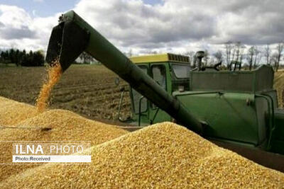 برداشت یک میلیون و ۲۴۲ هزار  تن گندم از مزارع خوزستان