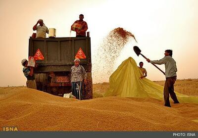 خرید ‌بیش‌ از ۸۶۰ هزار تن گندم و کلزا از کشاورزان خوزستانی