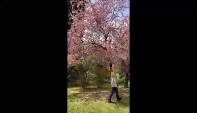 کلیپ شبنم قلی خانی در طبیعت بهاری زیر شکوفه های صورتی درختان / عظمت خداوند در خلق این همه زیبایی