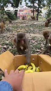 ببینید | حمله گروهی و خنده‌دار میمون‌ها به کارتون موز | علاقه میمون ها به موز واقعا خنده داره