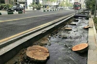 توضیحات شهرداری تهران درباره قطع درختان چنار خیابان ولیعصر/ عکس