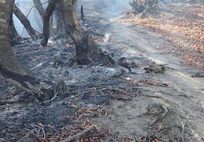 مهار آتش‌ در منطقه حفاظت‌ شده   کرایی   در خوزستان - تسنیم
