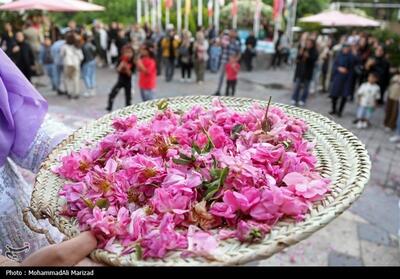 جشنواره گل و گلاب در محلات- عکس صفحه استان تسنیم | Tasnim