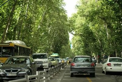 واکنش شهرداری به قطع درختان چنار خیابان ولیعصر تهران