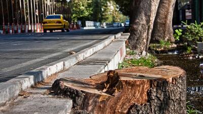 میزان درآمد شهرداری از قطع درختان چقدر است؟