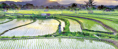 صف‏‏‌آرایی مخالفان و موافقان واردات برنج