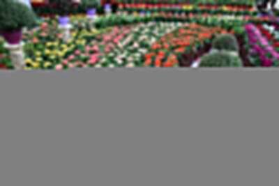 بزرگترین نمایشگاه گل وگیاه شمال کشور برگزار می شود