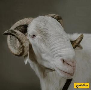 این گوسفند زیبا هم قیمت یک مرسدس بنز لاکچری است!+عکس