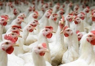 کشور در تولید مرغ امسال به خودکفایی پایدار می‌رسد - تسنیم