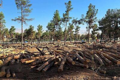 خشکاندن عمدی 16 هزار درخت همراه با شعار زنده باد درخت | پایگاه خبری تحلیلی انصاف نیوز