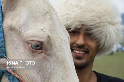 (تصاویر) جشنواره ملی زیبایی اسب اصیل ترکمن