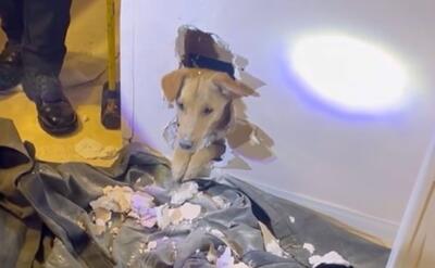 (ویدئو) نجات توله‌ سگ گیر کرده در دیوار یک خانه