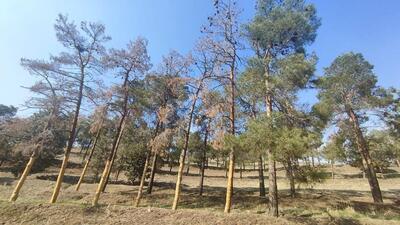 تصاویر | سرنوشت تلخ در انتظار درختان چیتگر؛ خشک شدن عمدی ۲۷۰۷ درخت!