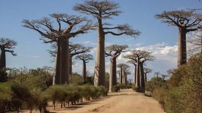 محققان راز «درخت حیات» را کشف کردند