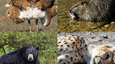 ۵۰ گونه جانوری ایران در خطر انقراض - مردم سالاری آنلاین