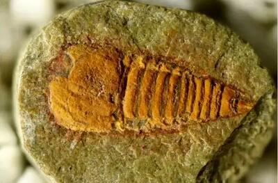 انتشار نخستین تصاویر از فسیل نیم‌میلیاردساله
