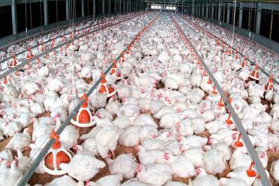 آینده قیمت مرغ چه می شود؟