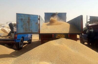 عبور از مرز خرید یک میلیون و ۳۷۵ هزار تُن گندم از کشاورزان خوزستان