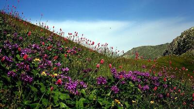 وجود ۸۰۰۰ گونه گیاهی در ایران