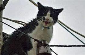 (تصاویر) سفر به ایران قدیم؛ یک گربه برق تهران را قطع کرد