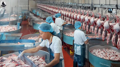(ویدئو) مزرعه پرورش میلیون ها اردک؛ کارخانه فرآوری گوشت و تخم اردک در چین