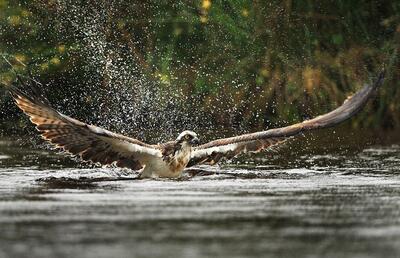 تصاویری دیدنی  از لحظه شکار ماهی توسط عقاب دریایی