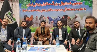 رشد چشمگیر تولیدکنندگان شرکت‌کننده در دومین جشنواره ماکیان زینتی شیراز