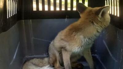 یک قلاده روباه در شهر کرج زنده‌گیری شد