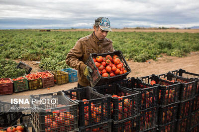 کاهش سطح زیر کشت گوجه‌فرنگی در مزارع قزوین طی سال جاری