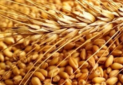 تولید ۹۷ تن بذر فناورانه در خراسان شمالی