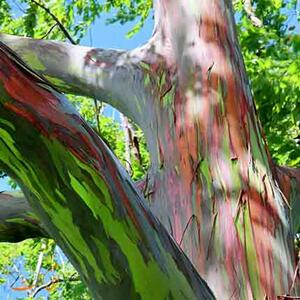 عجیب ترین درخت جهان با رنگین کمانی از رنگ ها + فیلم