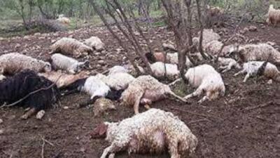 غرق شدن یک گله گوسفند در سیل خراسان رضوی