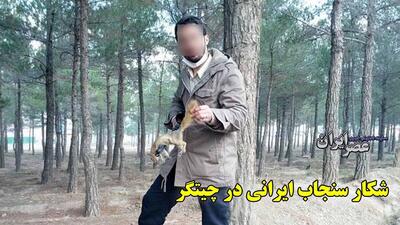 سنجاب ایرانی را در پارک چیتگر شکار می‌کنند؛ سازمان محیط زیست خواب است؟! (فیلم)